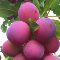 Саженцы плодовых деревьев. Фото №97
