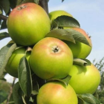 Комплект из трёх саженцев колоновидных яблонь : Медок, Баргузин, Васюган. Фото №1045