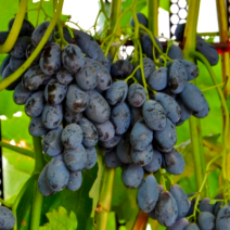 Саженцы темного винограда. Фото №1