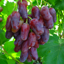 Саженцы темного винограда. Фото №4