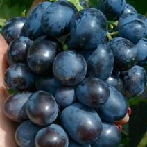 Саженцы темного винограда. Фото №2