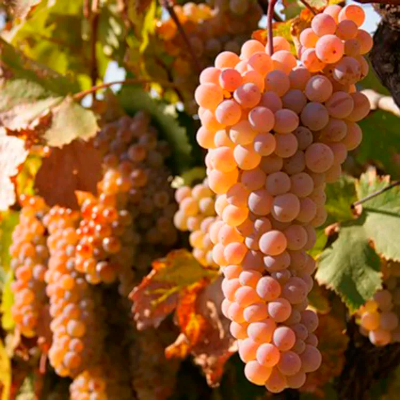 Виноград винный Ркацители - от питомника саженцев Три Корня