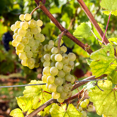 Виноград  винный Алиготе . Фото №1