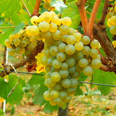 Виноград  винный Шардоне  - от питомника саженцев Три Корня