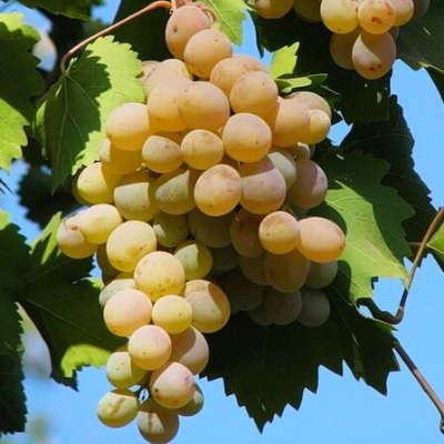 Виноград  винный Бианка - от питомника саженцев Три Корня