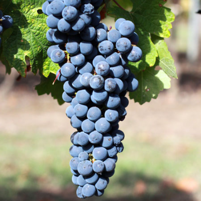 Виноград винный Каберне Совиньон - от питомника саженцев Три Корня