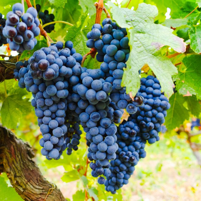 Виноград винный Изабелла  - от питомника саженцев Три Корня