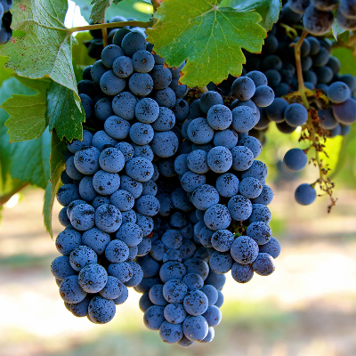 Виноград винный Пино Нуар  - от питомника саженцев Три Корня