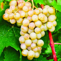 Саженцы винного винограда. Фото №1