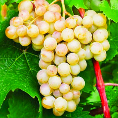 Комплект из пяти саженцев винограда: Белый виноград Ландыш, розовый виноград Алладин, тёмный виноград Блек Гранд, тёмный виноград Блек Фингер, винный виноград Пино Нуар. Фото №1061
