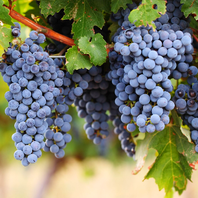 Комплект из пяти саженцев винограда: Белый виноград Ландыш, розовый виноград Алладин, тёмный виноград Блек Гранд, тёмный виноград Блек Фингер, винный виноград Пино Нуар. Фото №1061