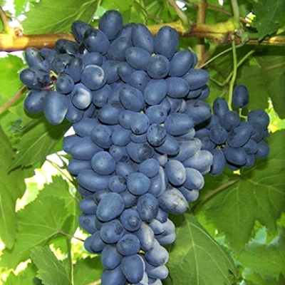 Виноград Аттика  - от питомника саженцев Три Корня