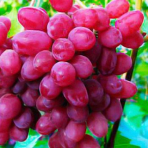 Саженцы винограда. Фото №127