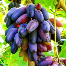 Саженцы винограда. Фото №128
