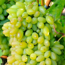 Саженцы винограда. Фото №129