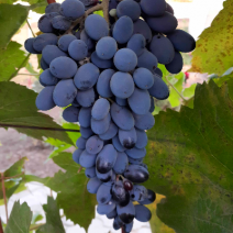 Саженцы винограда. Фото №51