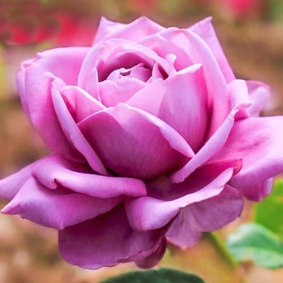Роза чайно-гибридная Блю Парфюм - от питомника саженцев Три Корня