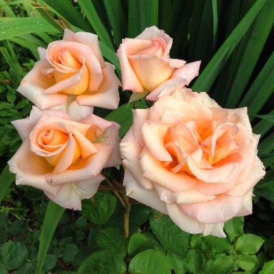 Роза чайно-гибридная Версилия - от питомника саженцев Три Корня