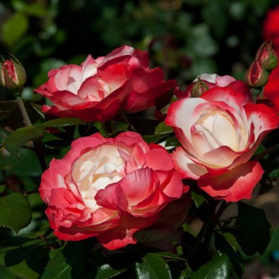 Роза чайно-гибридная Ностальжи - от питомника саженцев Три Корня