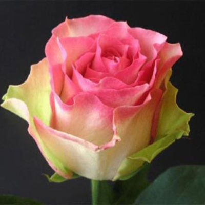 Роза чайно-гибридная Малибу. Фото №1