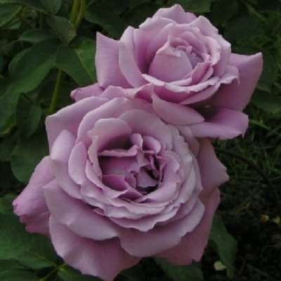 Роза чайно-гибридная Шарль де Голь - от питомника саженцев Три Корня