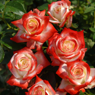 Роза чайно-гибридная Императрица Фарах . Фото №1