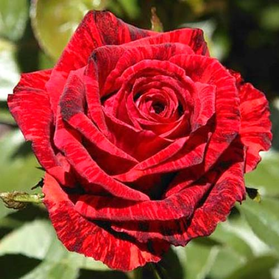 Роза чайно-гибридная Ред Интуишн. Фото №1