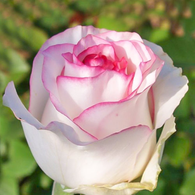 Роза чайно-гибридная Дольче Вита. Фото №1