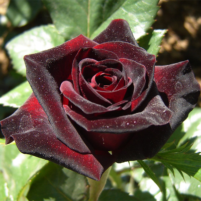 Роза чайно-гибридная Блек Баккара. Фото №1