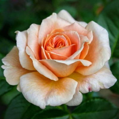 Роза чайно-гибридная Примадонна. Фото №1