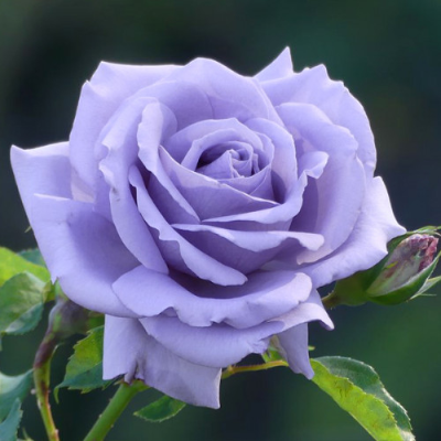 Роза чайно-гибридная Голубой Нил. Фото №1