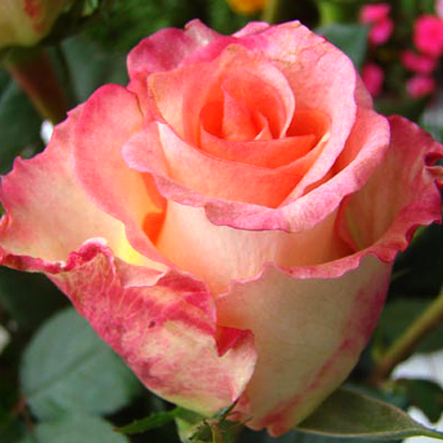 Роза чайно-гибридная Дуэт. Фото №1