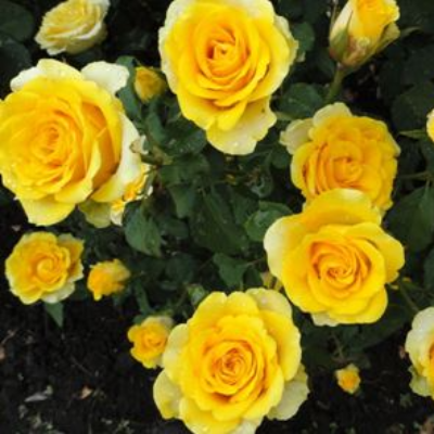 Роза чайно-гибридная Илиос. Фото №1