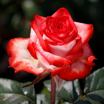 Роза чайно-гибридная Блаш. Фото №1