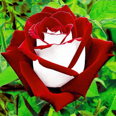 Роза чайно-гибридная Осирия - от питомника саженцев Три Корня