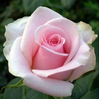 Роза чайно-гибридная Папилон. Фото №668