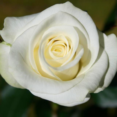 Роза чайно-гибридная Блек Баккара. Фото №679