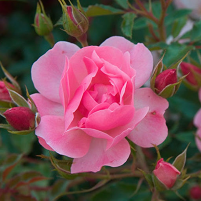 Роза почвопокровная Мирато . Фото №1