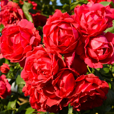  Роза почвопокровная Скарлет - от питомника саженцев Три Корня