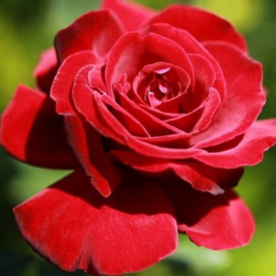Роза почвопокровная Хэллоу. Фото №702