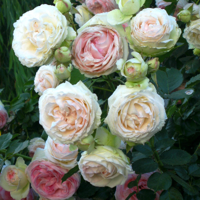 Плетистая роза Эден Роуз - от питомника саженцев Три Корня