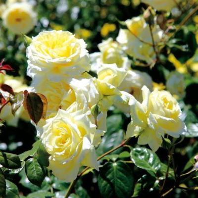 Плетистая роза Эльф  - от питомника саженцев Три Корня