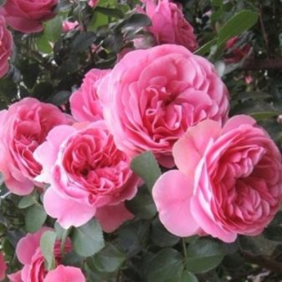 Плетистая роза Лавиния  - от питомника саженцев Три Корня