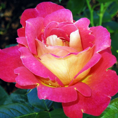 Плетистая роза Арлекин. Фото №1