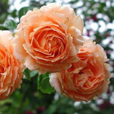 Плетистая роза Полька - от питомника саженцев Три Корня