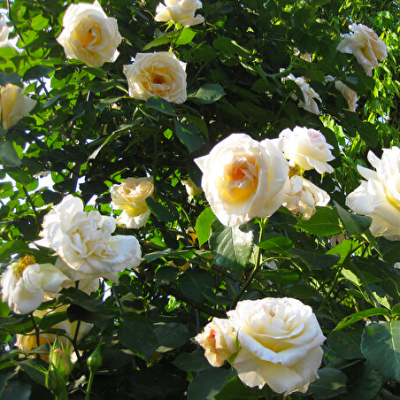 Плетистая роза Шнивальзер - от питомника саженцев Три Корня