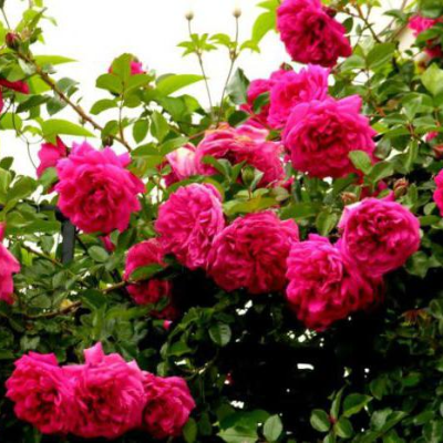 Плетистая роза Лагуна  - от питомника саженцев Три Корня