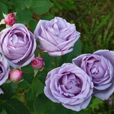 Плетистая роза Индиголетта - от питомника саженцев Три Корня