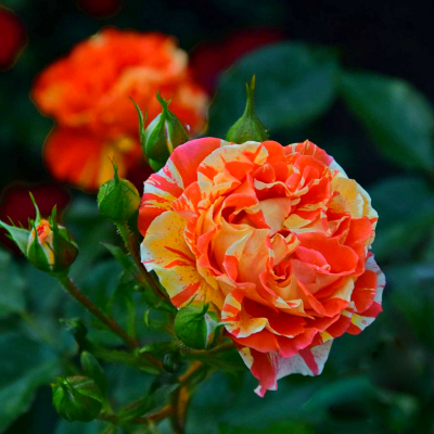 Плетистая роза Оранж Энд Лемон - купить саженцы почтой: Цена 2023 >>> Питомник Три Корня