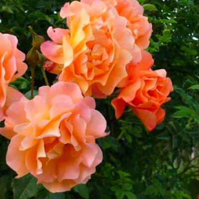  Плетистая роза Сантана. Фото №714